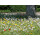Blumenwiese "Unter Bäumen" 30m²